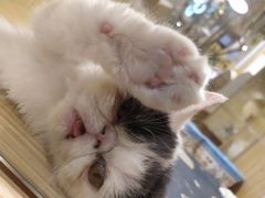 -屋虎猫馆(宝安大仟里店)