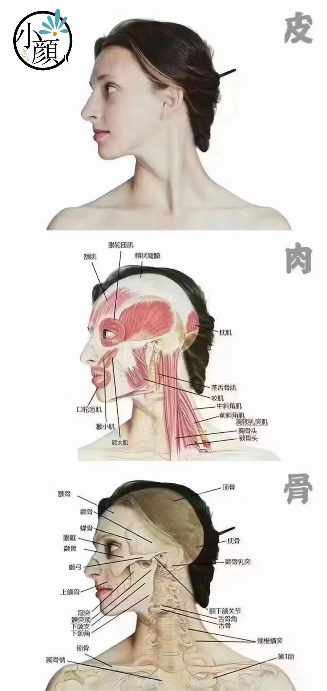 衰老不只皮肤,根本在骨骼肌肉,需要专业手