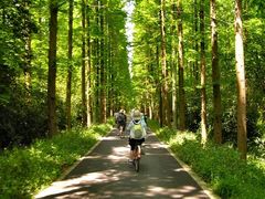 -铁山坪森林公园