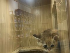 -屋虎猫馆(宝安大仟里店)