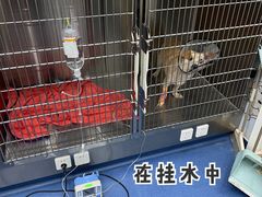 -佩兹宠物医院肿瘤专科·眼科·牙科(黄浦店)
