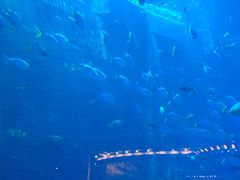 -亚特兰蒂斯•OSSIANO奥西亚诺海底餐厅
