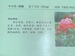 -亚龙湾国际玫瑰谷