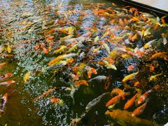-龙悦湾酒家·八阵鱼生·渔人码头店