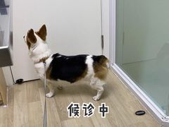 -柏萃动物医院·骨科·牙科