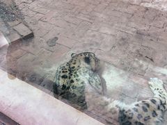 -青藏高原野生动物园