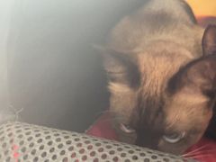 -宠颐生宠物医院·心肾内科·猫专科诊疗中心宠巢店