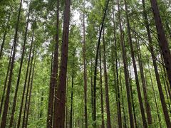 -黄海国家森林公园