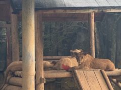 -贵州森林野生动物园