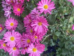 -谷咖啡·鲜花绿植花园餐厅