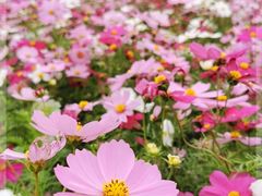 -海心沙亚运公园