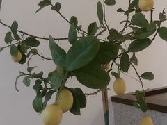 -肥朵食堂(带梦胡同店)