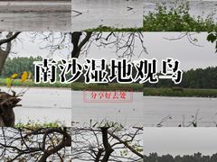 -大湾区中央湿地公园