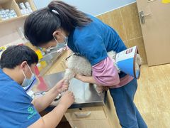 -瑞派名望24h动物医院异宠专科·猫专科·骨科·重症监护分院