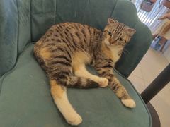 -平行世界·猫咖(首经贸店)
