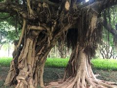 -荔枝公园(福田区)