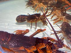 -万龙洲海鲜(大兴绿地缤纷城店)