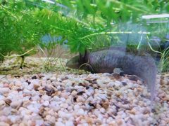 -上海大自然野生昆虫馆