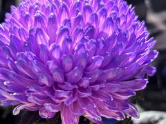 -眉州东坡(国贸店)