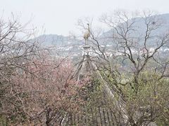 -香雪海