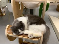 -飞行喵MR PILOT|猫舍·猫咖(静安大融城店)
