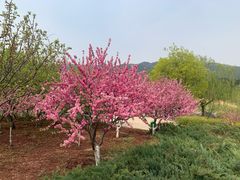 -北京西山国家森林公园