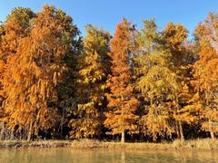 -上海海湾国家森林公园