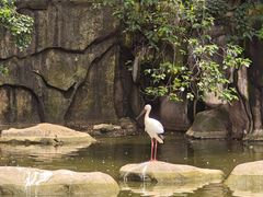-合肥野生动物园