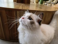 -飞行喵MR PILOT|猫舍·猫咖(静安大融城店)