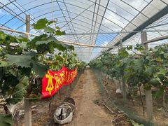 -马陆小张葡萄园农家乐