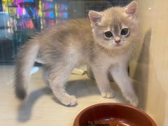 -新官园花鸟鱼虫市场(皖西大厦店)