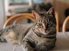-海边的猫和咖啡馆
