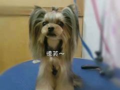 -宠屋宠物美容店
