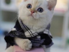 -lincat·猫舍(广州店)