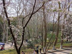 -武汉大学-樱园