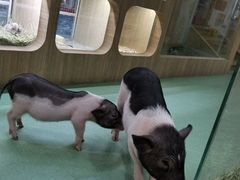 -藦茜花园宠物主题亲子互动体验馆(国顺东路店)