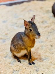 -Zoolung Zoolung动物主题公园(海信广场店)