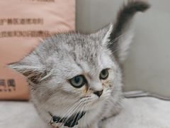-安安宠医宠物医院·异宠·犬猫内科(岳阳分院)