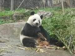 -都江堰中华大熊猫苑