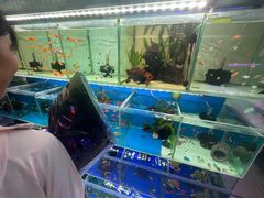 -武汉花鸟市场