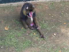 -西霞口神雕山野生动物世界