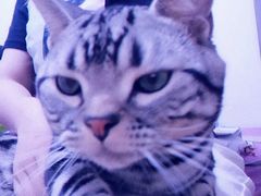 -瑞鹏宠物医院·爱宠堂·骨外专科(西荷分院)