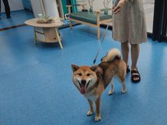 -博特宠物医院24h犬猫全科.骨科·异宠