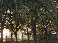 -碧海金沙