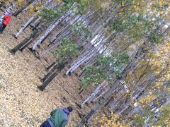 -乌兰布统景区-白桦林