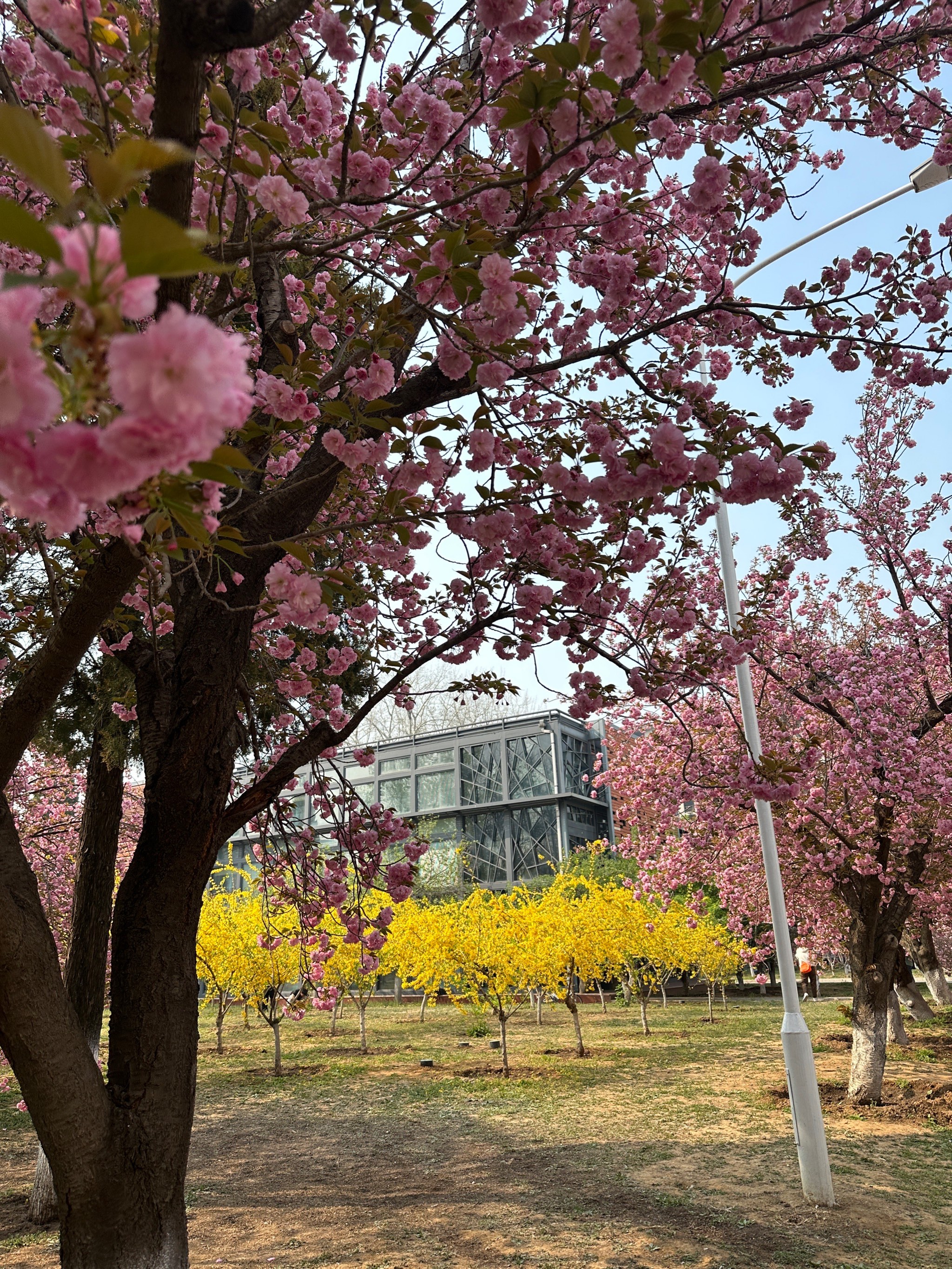 辽宁省朝阳市樱花节图片