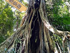 -中国科学院西双版纳热带植物园