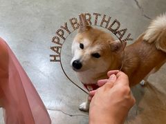 -百好乐宠物友好餐厅(朝外大街店)