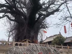 -大槐树寻根祭祖园