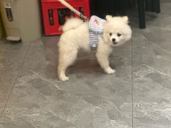 -千禧万福汉亭舫·船舫苏宴